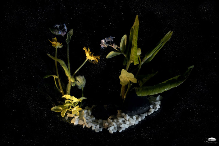 Daniel Munteanu - Artificial Light Macro