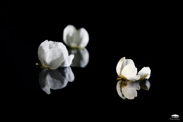 Daniel Munteanu - Artificial Light Macro