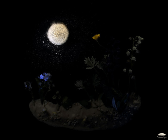 Daniel Munteanu - Artificial Light Macro