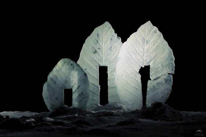 Daniel Munteanu - Artificial Light Macro