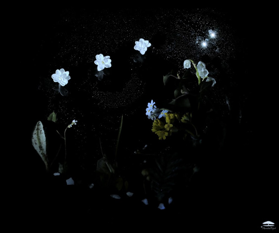 Daniel Munteanu - Artificial Light Macro