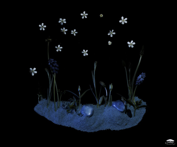 Daniel Munteanu - Artificial Light Macro