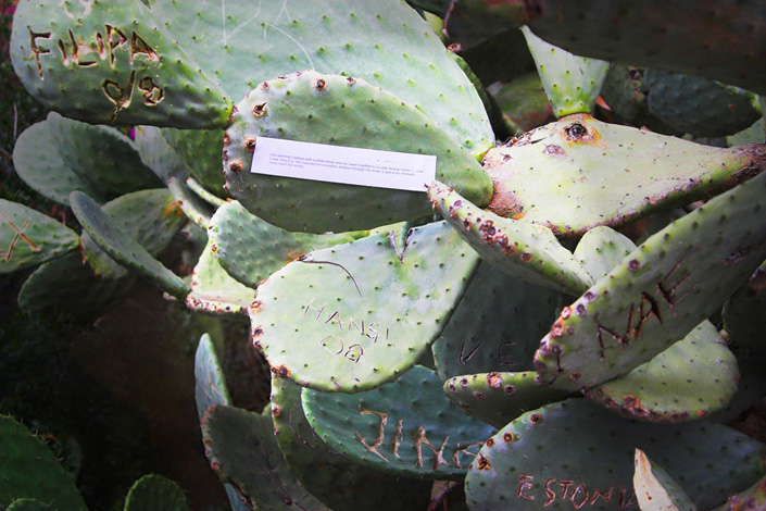 Elena Ciobanu - dreams